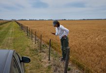 Elon Musk empieza a ofrecer internet satelital para celulares en América latina