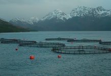 Tierra del Fuego modificó la ley que prohibía las salmoneras y flexibilizó su explotación