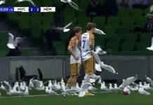 El momento en que una bandada de gaviotas invadió la cancha en medio de un partido: “Esto es una locura”