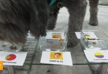 La divertida confusión de Ozzy, el perro de Infobae Mundial, al dar su pronóstico para Portugal vs. Colombia