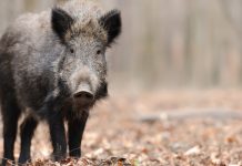 Río Negro aprobó un régimen para comercializar carne de fauna silvestre, qué especies quedarían incluidas
